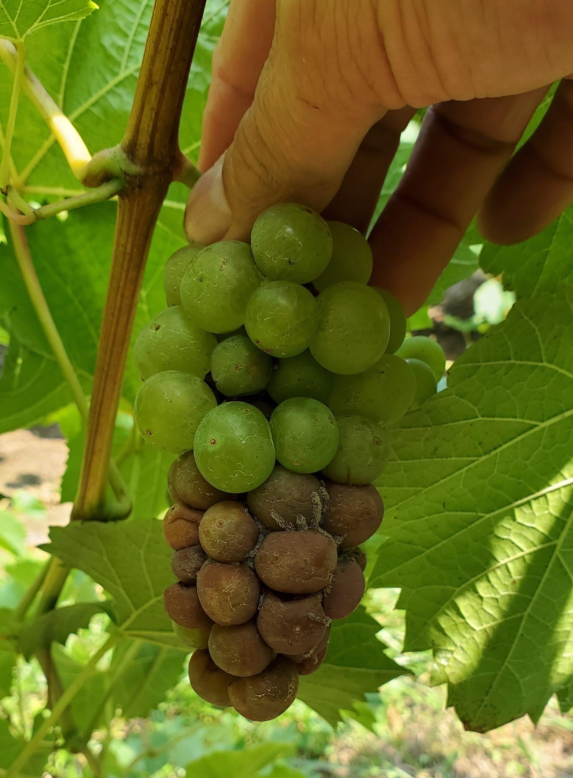 Sour rot symptoms on grape clusters.